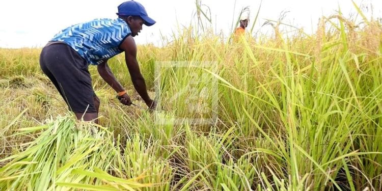 COOPERATION : Une vingtaine de travailleurs qualifiés malgaches dans le secteur de l’agriculture à envoyer travailler au Japon