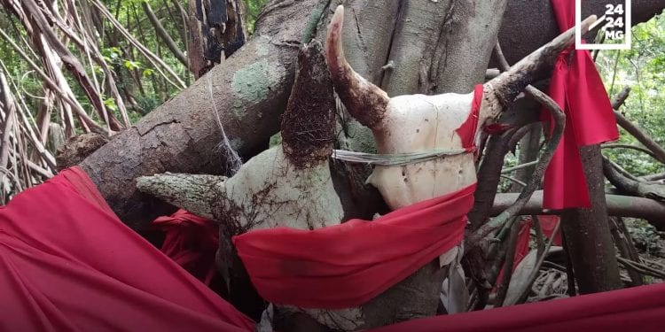 DÉCOUVERTE – L’arbre sacré de Nosy Be ou l’arbre des vœux