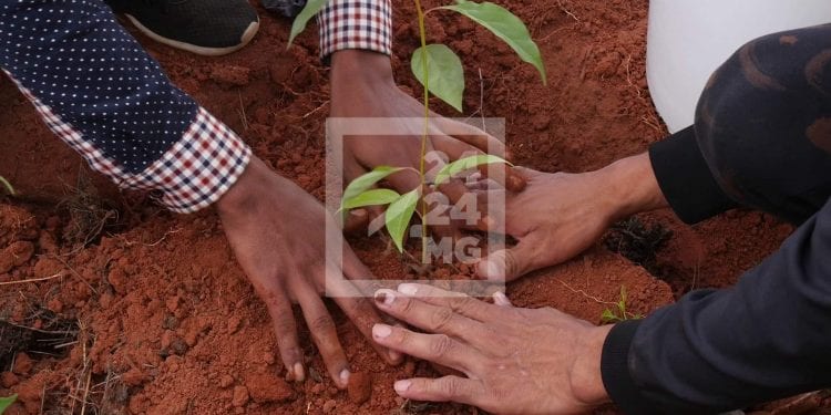 ENVIRONNEMENT – 100 ha de terrain à reboiser durant l’ouverture de campagne de reboisement le 19 Janvier