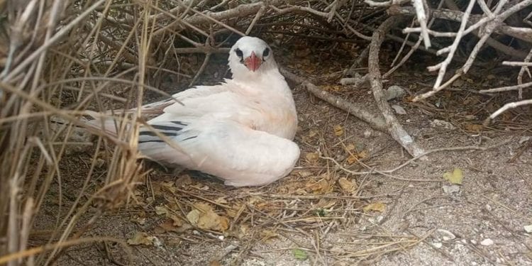 ESPECES PROTEGEES – Neuf personnes interpellées après la découverte des cadavres de pailles en queue à Nosy Ve