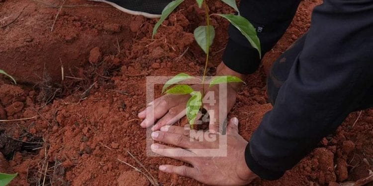 ENVIRONNEMENT – Report du lancement officiel de la campagne de reboisement 2023 à Ilaka Est 