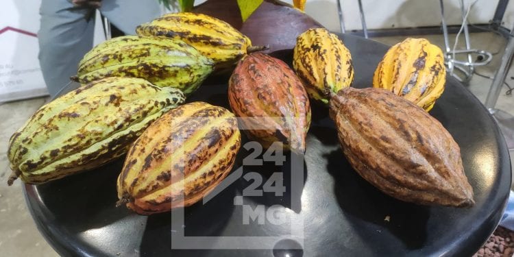 FILIERE DE RENTE – La production de cacao de Madagascar sur une courbe ascendante passant de 9 000 tonnes en 2016 à plus de 15 000 tonnes, la Grande île contribue à 36,87% sur l’exportation mondiale de cacao fin