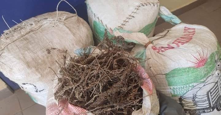 INSÉCURITÉ – Neuf personnes arrêtées à Alasora pour suspicion de trafic de drogue et de corruption, 47 kilos de cannabis saisis