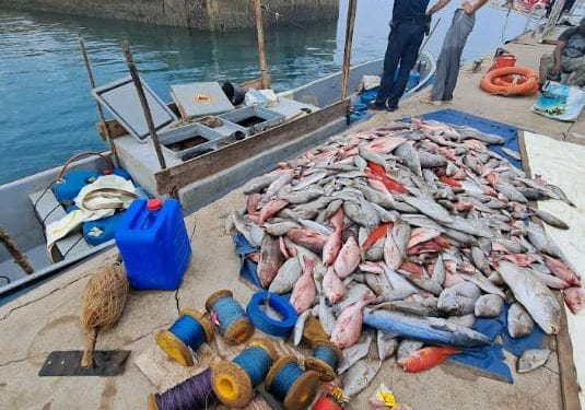 RESSOURCES HALIEUTIQUES – Des  tonnes de poisson congelés achetés à Madagascar saisis à Mayotte