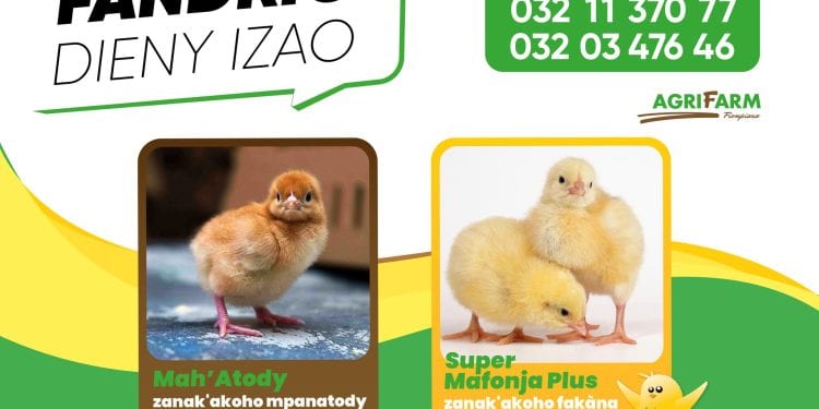 Fandrio dieny izao ny zanak&rsquo;akoho foy iray andro an&rsquo;ny AGRIFARM, na ho an&rsquo;ny zanak&rsquo;akoho mpanatody lava MAH&rsquo;ATODY na zanak&rsquo;akoho fakàna nofo SUPER MAFONJA PLUS.  Aza misalasala miantso mivantana ny ???? 032 03 476 46