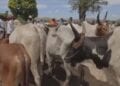 ELEVAGE – Relance de la campagne d’implantation de puces électroniques sur les bovidés dans 17 districts de Madagascar cette année