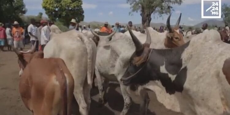 ELEVAGE – Relance de la campagne d’implantation de puces électroniques sur les bovidés dans 17 districts de Madagascar cette année