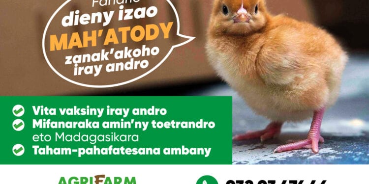 Ny zanak&rsquo;akoho manatody iray andro Mah&rsquo;Atody vokarin&rsquo;ny AGRIFARM dia azonao fandrihana mivantana any amin&rsquo;ny 032 03 476 46.