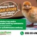 Ny zanak’akoho manatody iray andro Mah’Atody vokarin’ny AGRIFARM dia azonao fandrihana mivantana any amin’ny 032 03 476 46.