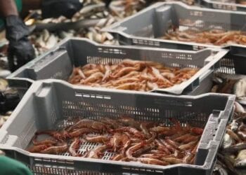 PECHE – La filière crevettière multiplie par six sa contribution dans les caisses de l’Etat, avec 13,081 milliards de redevances pour les 3 332 tonnes exportées en 2022