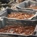PECHE – La filière crevettière multiplie par six sa contribution dans les caisses de l’Etat, avec 13,081 milliards de redevances pour les 3 332 tonnes exportées en 2022