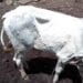SANTE ANIMALE – 469 animaux affectés par la dermatose dans la région Diana dont 17 ont succombé