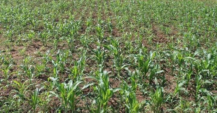 AGRICULTURE – 266 700 tonnes de maïs produits par Madagascar en 2022, un doublement espéré de la production en 2027