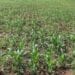 AGRICULTURE – 266 700 tonnes de maïs produits par Madagascar en 2022, un doublement espéré de la production en 2027