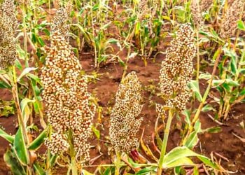 SECURITE ALIMENTAIRE – Du maïs et du sorgho produits dans la région Itasy pour approvisionner la banque alimentaire de la région Androy