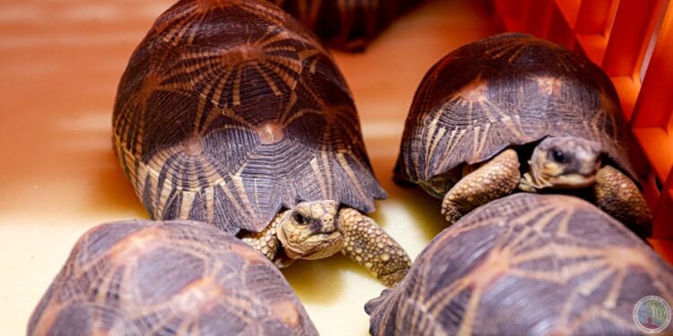 TRAFIC – Le WWF rappelle que la détention des tortues radiées ou « Sokake » est un délit