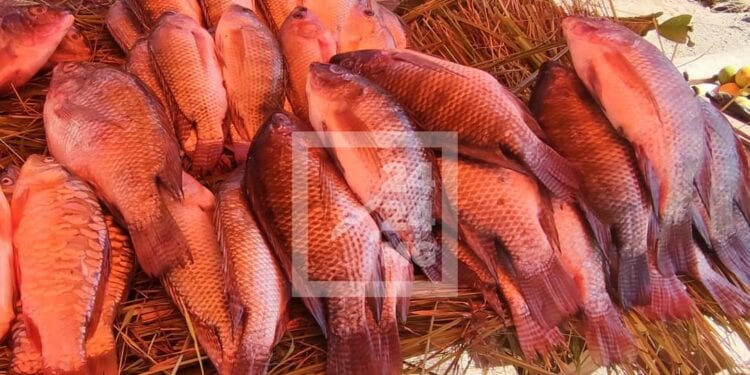 ALIMENTATION – Le tilapia vendu jusqu’à 24 000 ariary par kilo à Antananarivo contre 6 000 à 9 000 ariary en Afrique 