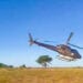 INVASION ACRIDIENNE – Le grand Sud et la partie Ouest de Madagascar touchés par des essaims de criquets
