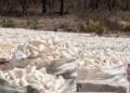AGRICULTURE – Plus de trois millions de tonnes de manioc produits en 2022