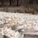 AGRICULTURE – Plus de trois millions de tonnes de manioc produits en 2022