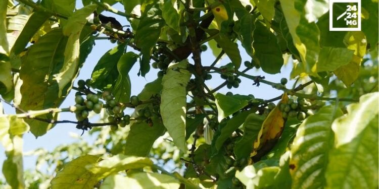 CULTURE DE RENTE – Ikongo entre la filière vieillissante du café et celle prometteuse de la vanille