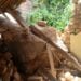 ANTANANARIVO – Un rocher de la colline d’Ambatovinaky s’écrase sur une maison d’habitation