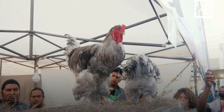 ELEVAGE DOMESTIQUE – Les animaux exotiques d’ornement de chez “La ferme de la Jungle”…