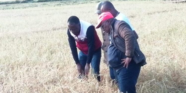 Alaotra Mangoro : Des appuis aux paysans de la région victimes des grêles tombées jeudi dernier sur leurs rizières 