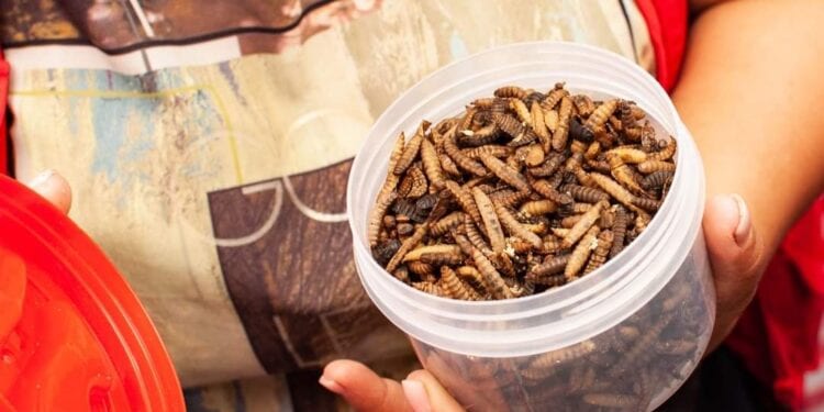 ÉLEVAGE – La filière insecte comestible cherche à se promouvoir à Madagascar