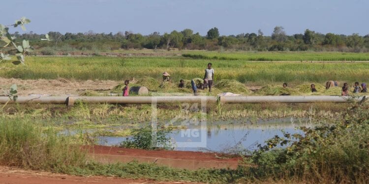 ALIMENTATION – Madagascar reste parmi les 33 pays africains qui ont besoin d’aide extérieure pour couvrir leurs besoins alimentaires