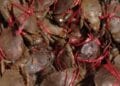 PRODUITS DE PECHES – Les redevances versées par les sociétés exportatrices de crabes passent d’environ 500 millions d’ariary à 2,8 milliards d’ariary, selon le rapport du ministre de la pêche et de l’économie bleue