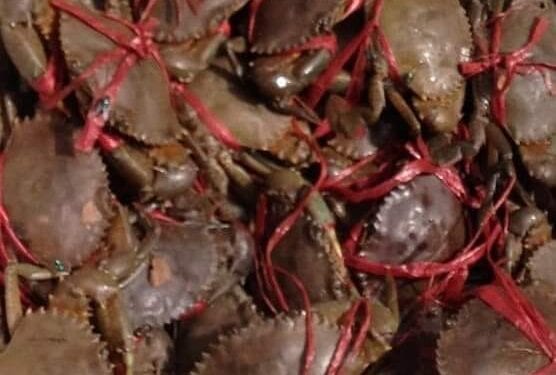 PRODUITS DE PECHES – Les redevances versées par les sociétés exportatrices de crabes passent d’environ 500 millions d’ariary à 2,8 milliards d’ariary, selon le rapport du ministre de la pêche et de l’économie bleue