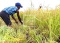 AGRICULTURE – Madagascar table sur une hausse de plus de 8% de sa production rizicole cette année