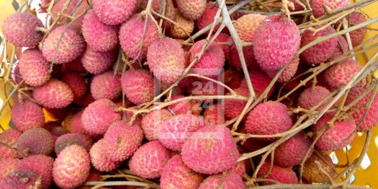 COMMERCE – Madagascar envisage l’exportation de 18 300 palettes de litchis cette année, la Russie parmi les destinations