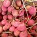 COMMERCE – Madagascar envisage l’exportation de 18 300 palettes de litchis cette année, la Russie parmi les destinations