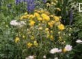 DECO – Bien choisir ses plantes et fleurs d’intérieur et d’extérieur