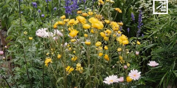 DECO – Bien choisir ses plantes et fleurs d&rsquo;intérieur et d&rsquo;extérieur