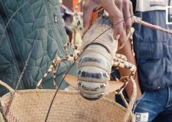 ECONOMIE BLEUE – Pour une amélioration de l’environnement de travail de pêcheurs de langoustes dans l’Anosy grâce au projet Eco-langouste Sud