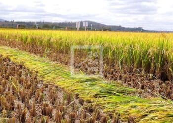 RÉPARTITION BUDGÉTAIRE – Le Gouvernement prévoit d’affecter 2,6% du budget de l’Etat au développement rural l’année prochaine