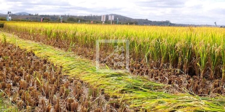 RÉPARTITION BUDGÉTAIRE – Le Gouvernement prévoit d’affecter 2,6% du budget de l’Etat au développement rural l’année prochaine