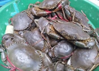 PÊCHE – 2,791 milliards d’ariary de redevances pour la filière crabe en 2023 selon le ministère de la Pêche et de l’économie bleue