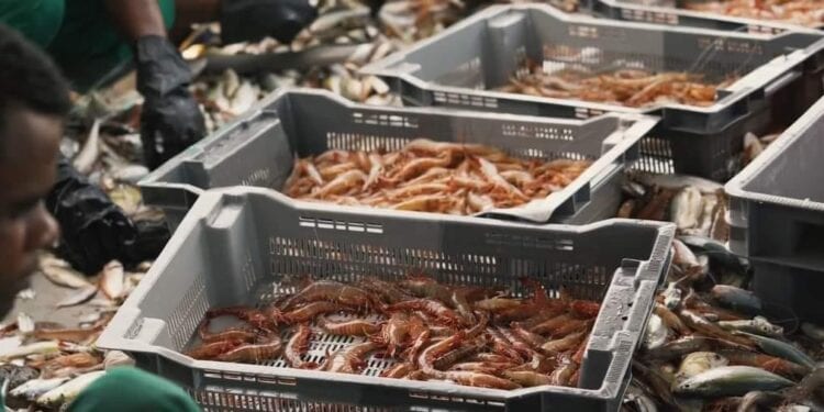 PRODUITS DE RENTE – La valeur des exportations de crevettes et d’autres produits de la pêche en hausse