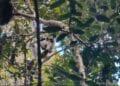 TOURISME – 29 000 touristes en visite au parc national d’Andasibe