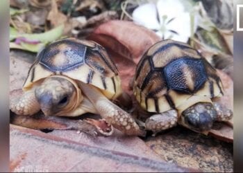 CONSERVATION – Sensibiliser sur la valeur culturelle des tortues pour lutter contre les trafics