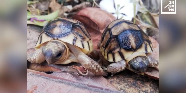 CONSERVATION – Sensibiliser sur la valeur culturelle des tortues pour lutter contre les trafics