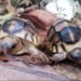 CONSERVATION – Sensibiliser sur la valeur culturelle des tortues pour lutter contre les trafics