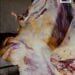 HYGIENE ALIMENTAIRE – La diète hydrique peu respectée par les abattoirs locaux
