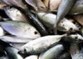 PÊCHE INDUSTRIELLE AUX THONS – 19 licences de pêches délivrées à des navires de l’Union Européenne pour la campagne 2024