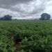 AGRICULTURE – La région Androy s&rsquo;attend à de meilleures récoltes cette année