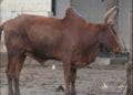 DR FRANCE RANAIVOSOLOFO : « L’inspection des animaux à abattre doit être effectuée par des professionnels formés »